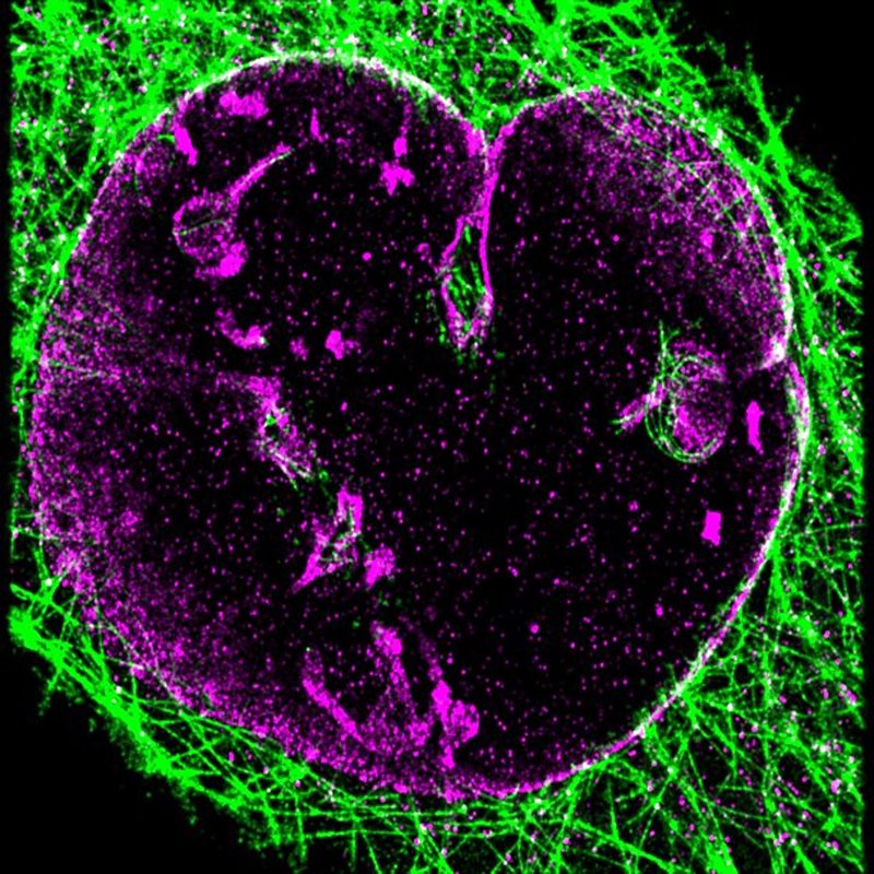 SMLM image of Lanin B1 and DM1a in a COS-7 cell