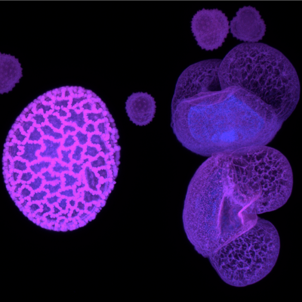 Pollen
