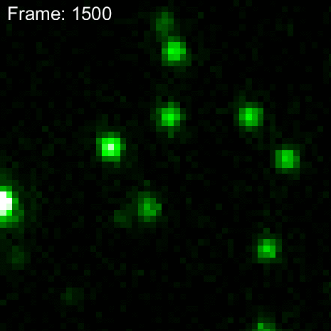 Tubulin_Video